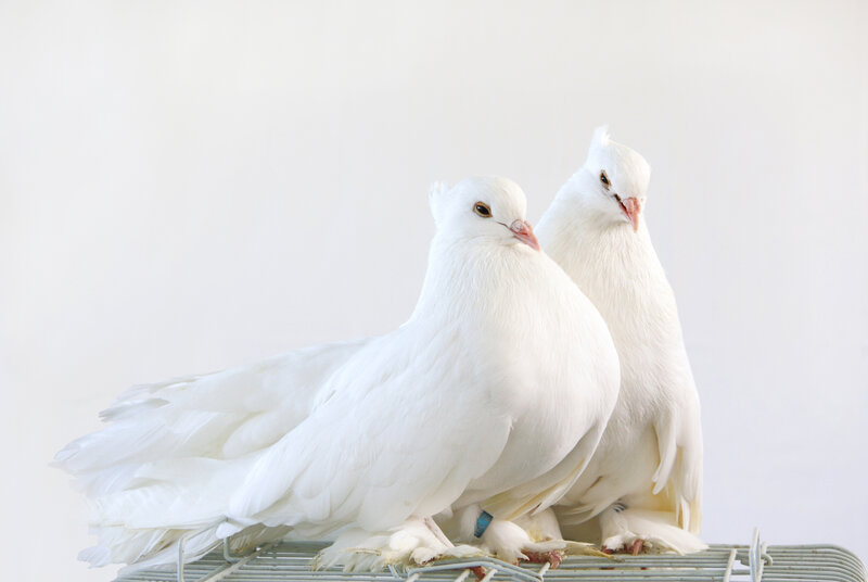 Two White Pigeons — Calm, Photograph, Cage