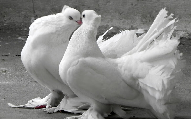 Two White Pigeons — Calm, Photograph