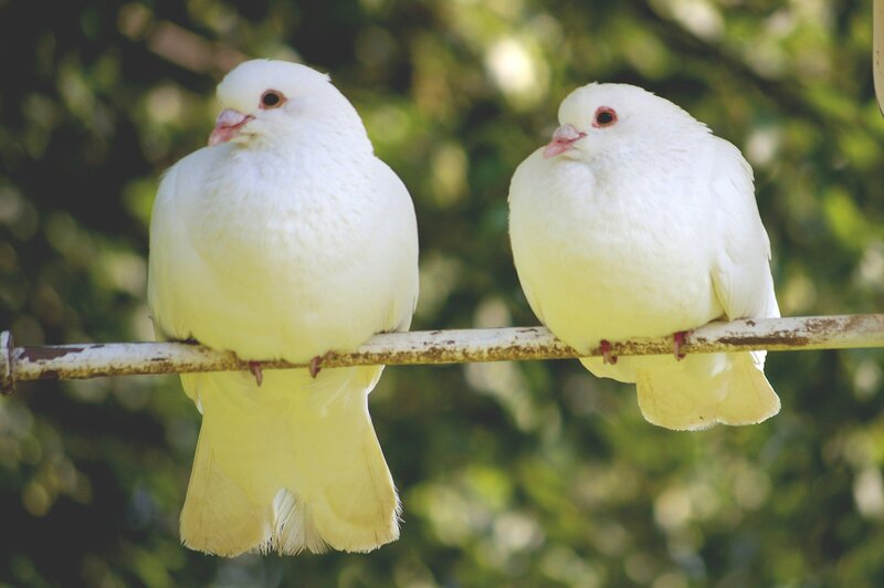 Two White Pigeons — Calm