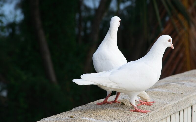 Two white pigeons on a wall