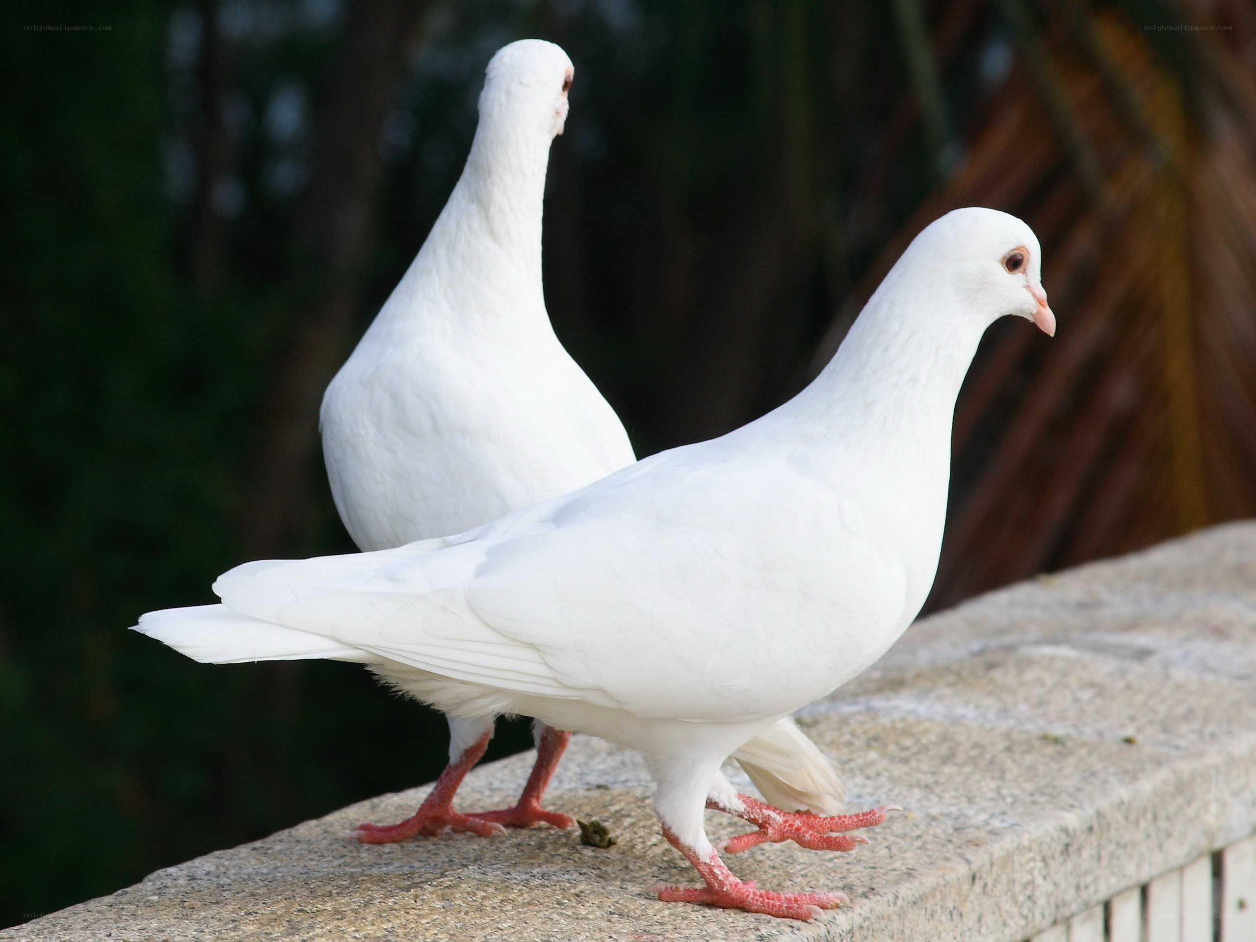 Two white pigeons on a wall