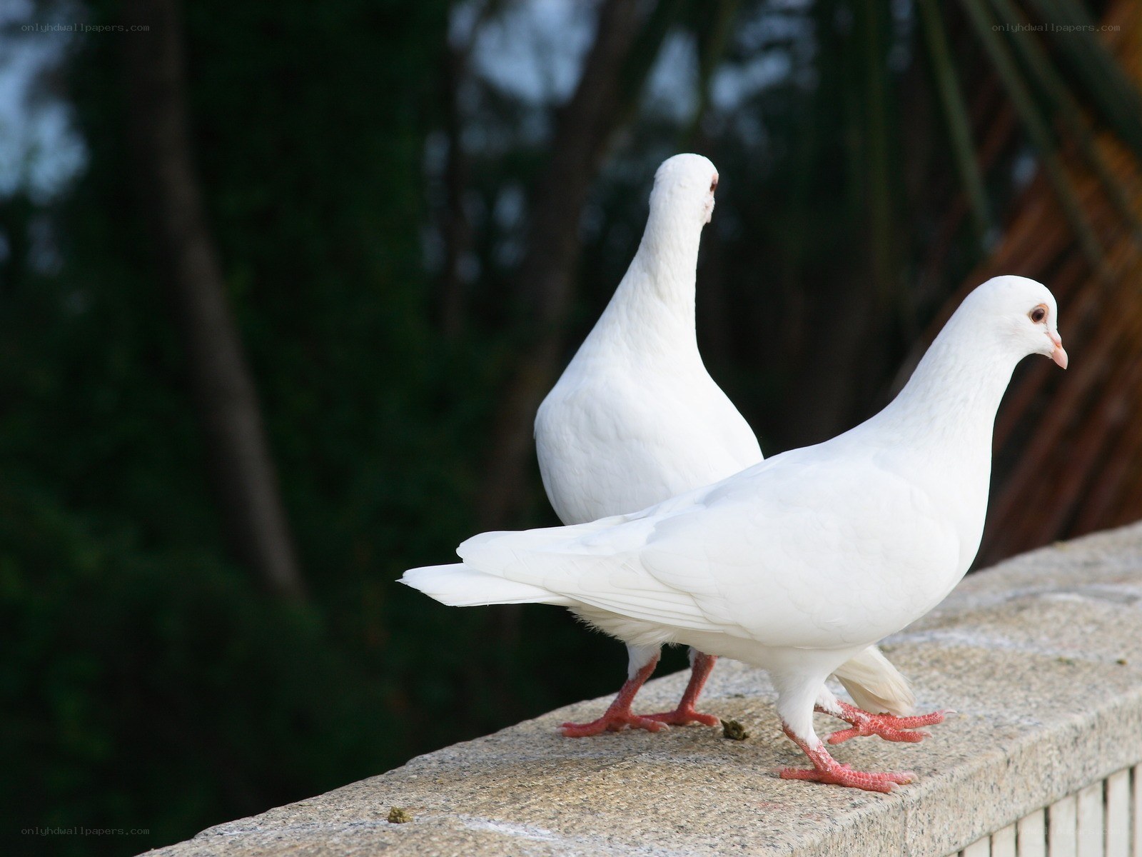 Two white pigeons on a wall