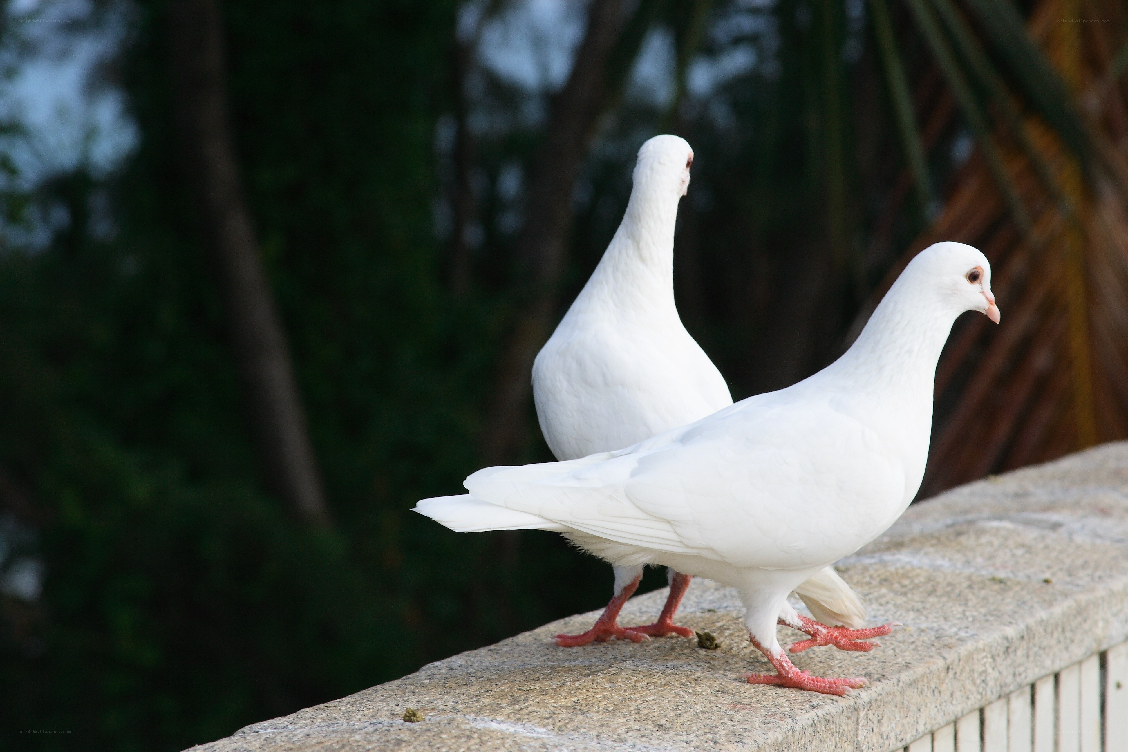 Two white pigeons on a wall