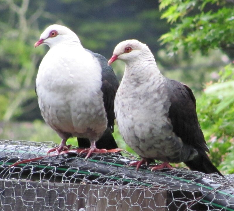 Two white pigeons on a wire mesh