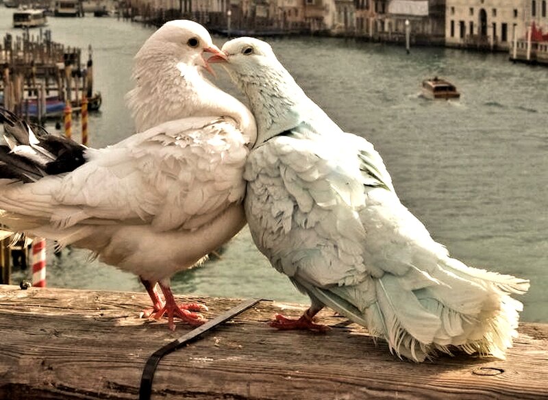 Two White Pigeons — Serene, Afternoon