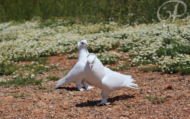 Two White Pigeons — Serene