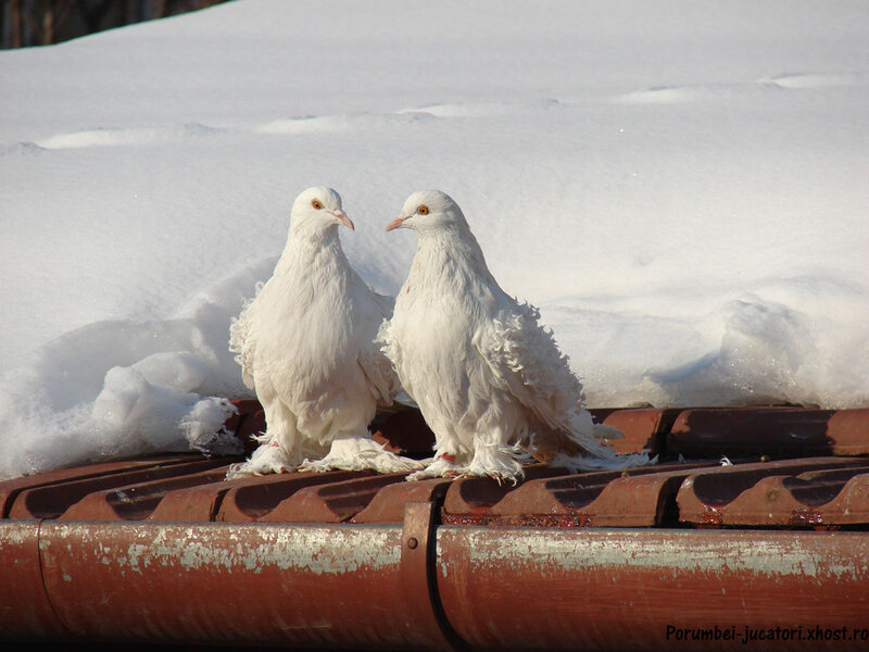 Two White Pigeons