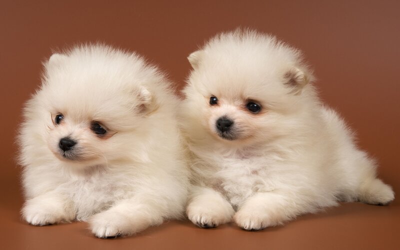 Two white Pomeranian puppies