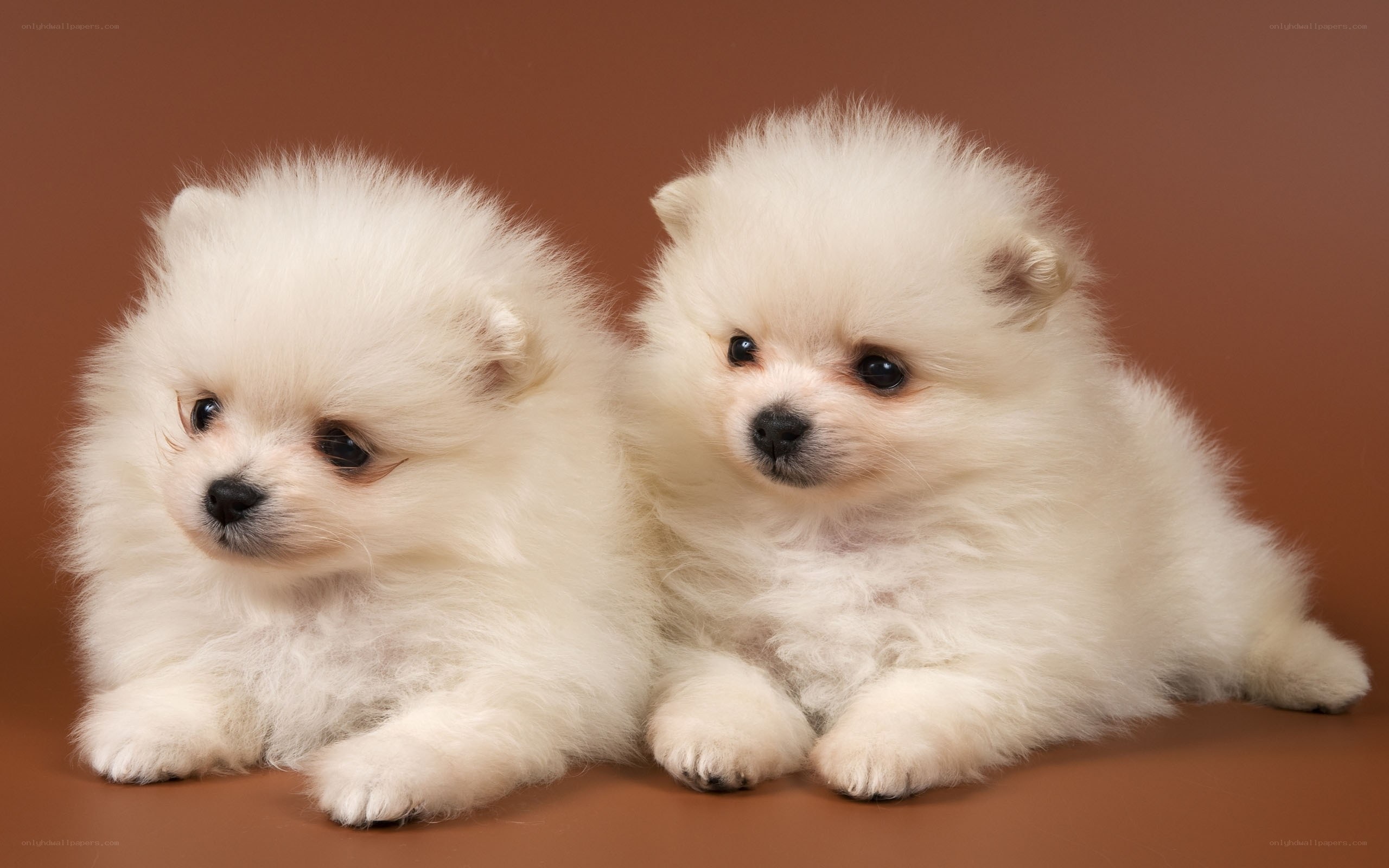 Two white Pomeranian puppies