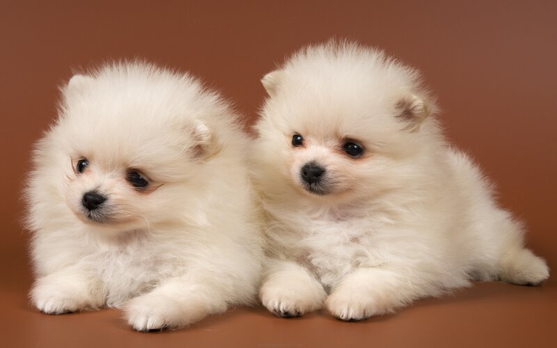 Two White Pomeranian Puppies — Calm, Photograph