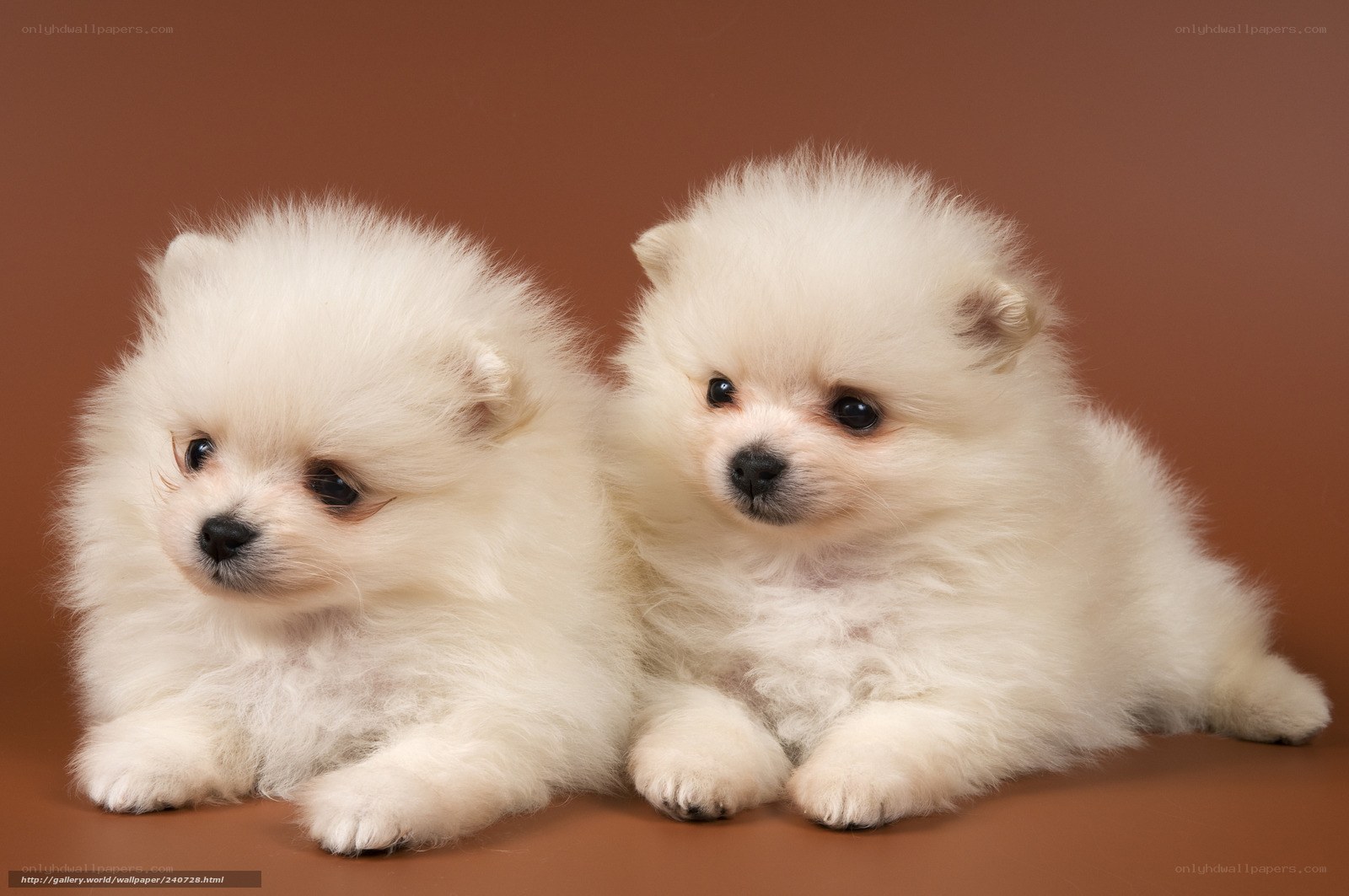 Two white Pomeranian puppies