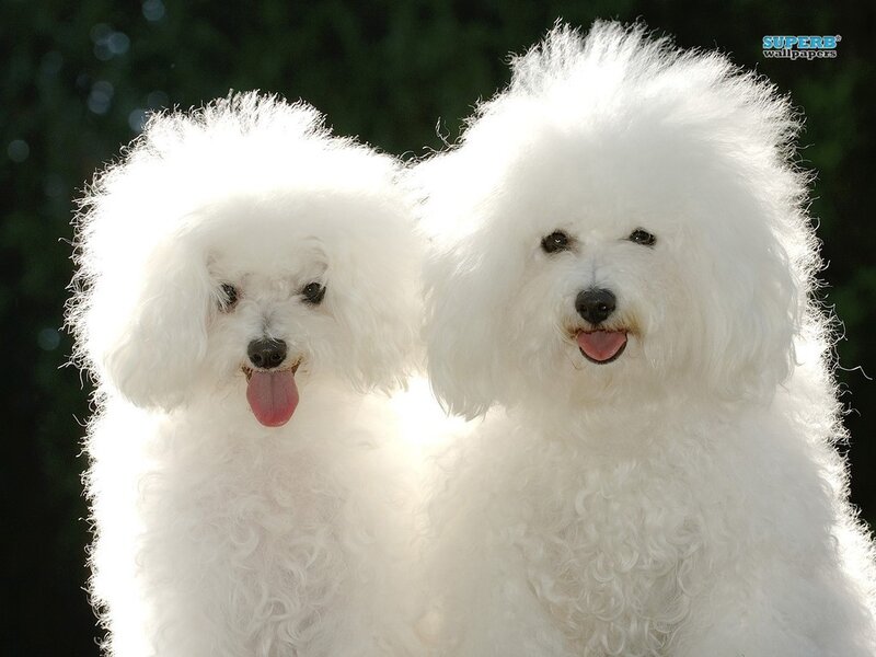 Two White Poodles — Happy
