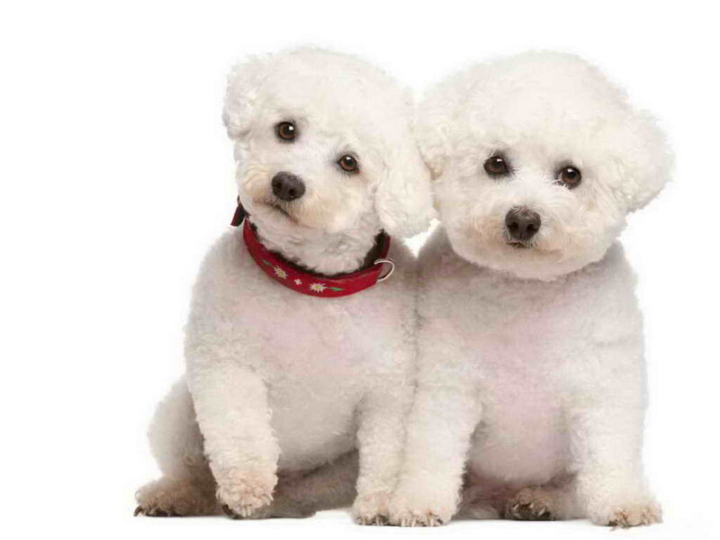 Two White Poodles — Neutral, Photograph