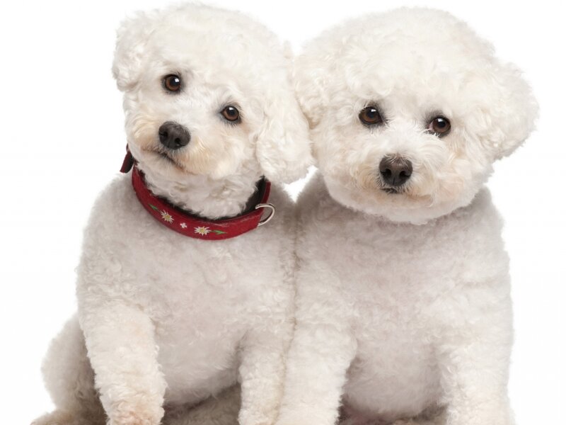 Two White Poodles — Neutral