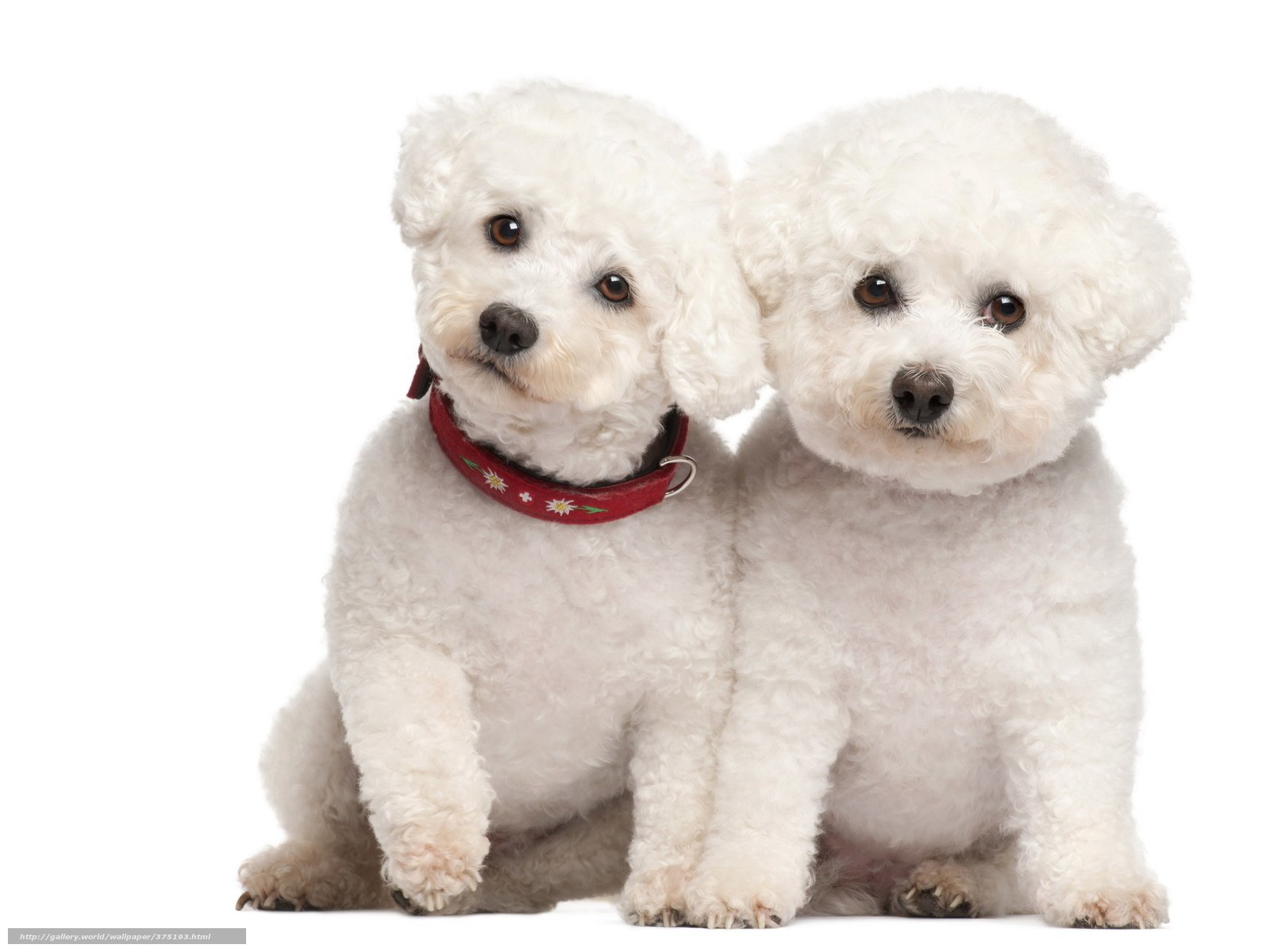 Two white poodles sitting together