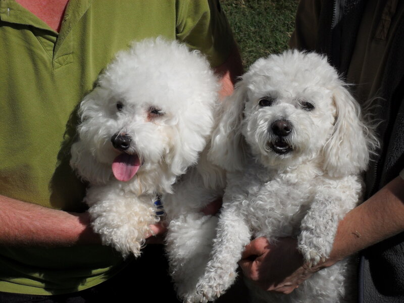 Two White Poodles