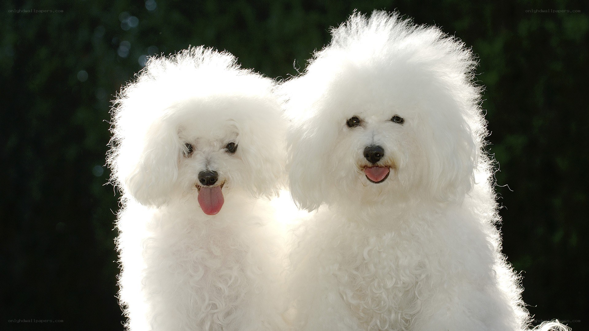 Two white poodles with tongues out