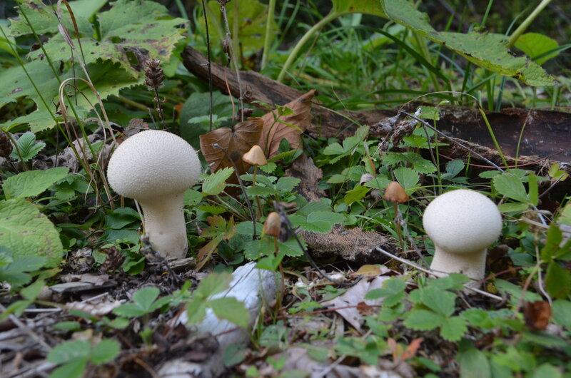 Two White Puffball Mushrooms