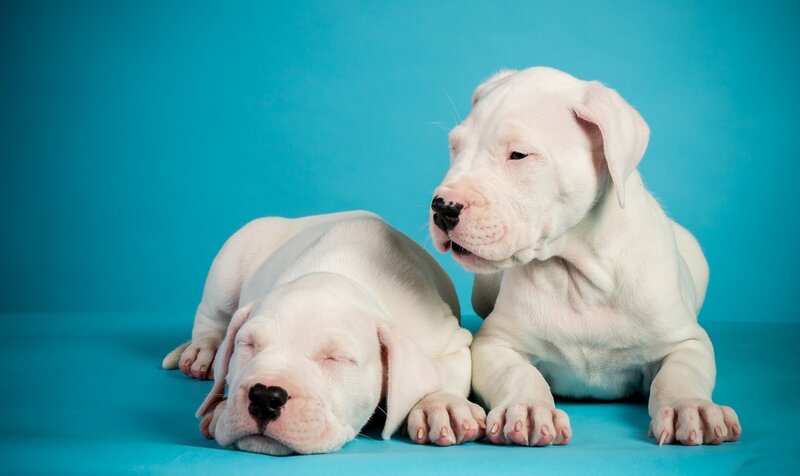 Two White Puppies — Blue