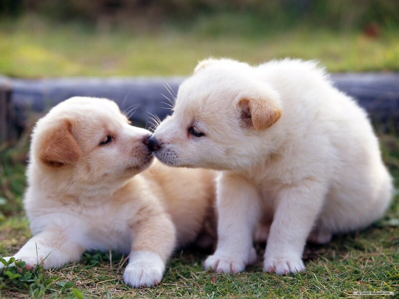 Two White Puppies — Calm, Afternoon, Photograph