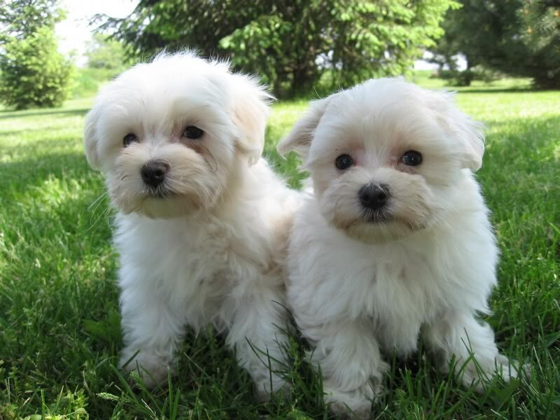 Two White Puppies — Calm, Afternoon