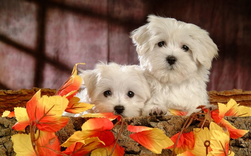 Two White Puppies — Calm, Autumn, Photograph, Leaves, Log
