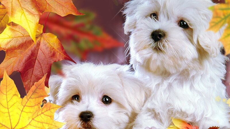 Two White Puppies — Calm, Autumn, Photograph