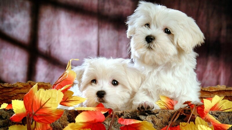 Two White Puppies — Calm, Autumn