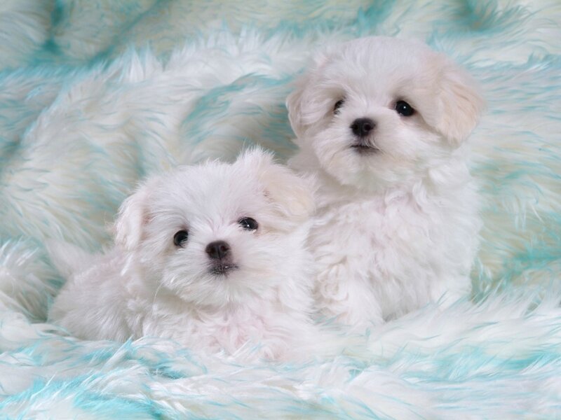 Two White Puppies — Calm, Photograph, Blanket