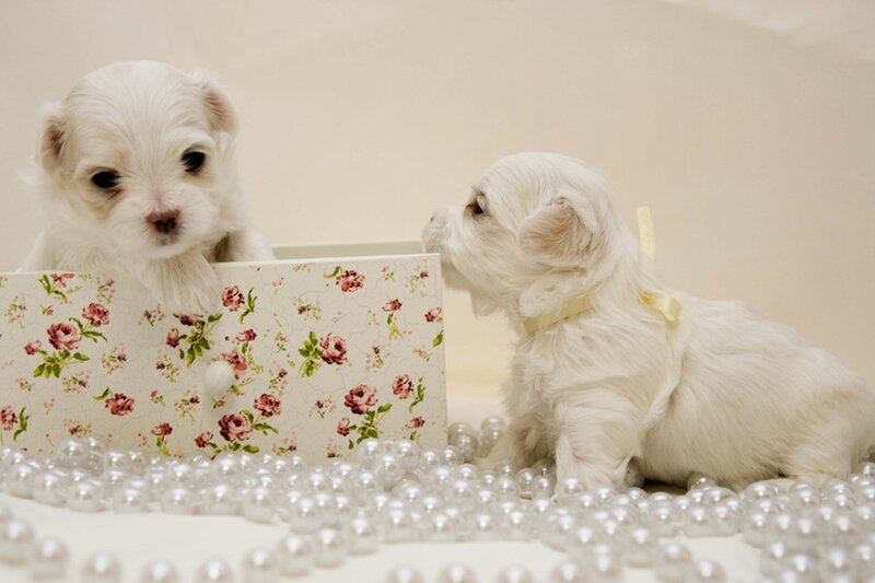 Two White Puppies — Calm, Photograph, Box