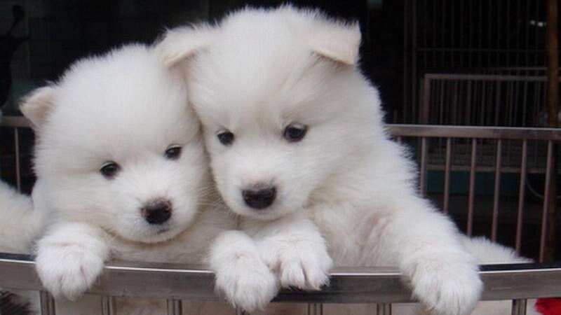 Two White Puppies — Calm, Photograph, Cage