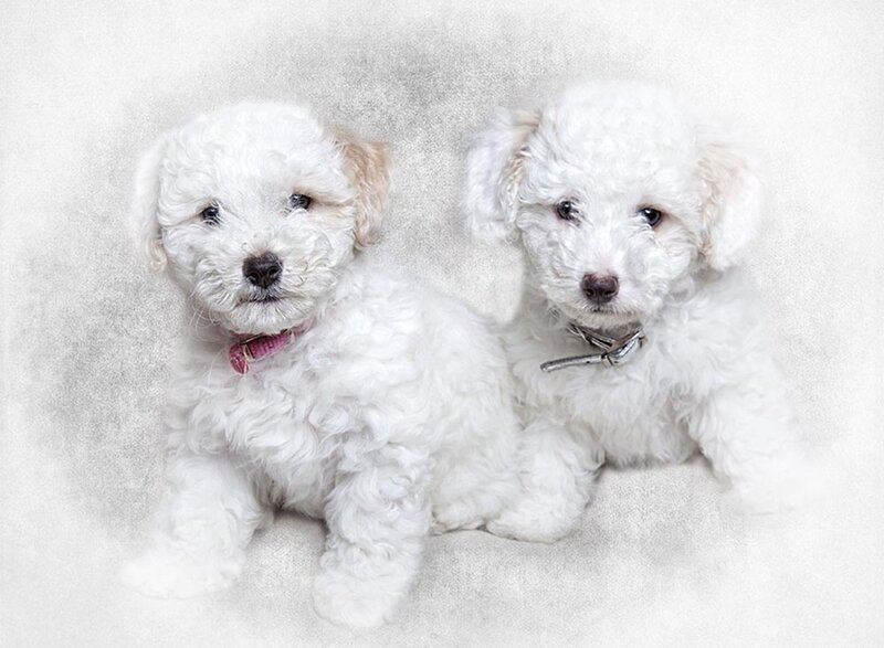 Two White Puppies — Calm, Photograph, Collars