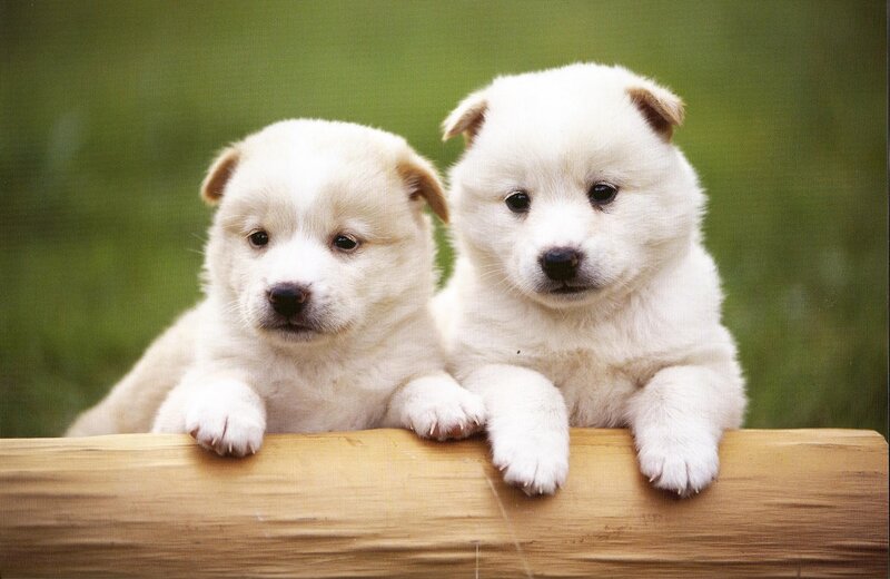 Two White Puppies — Calm, Photograph, Log