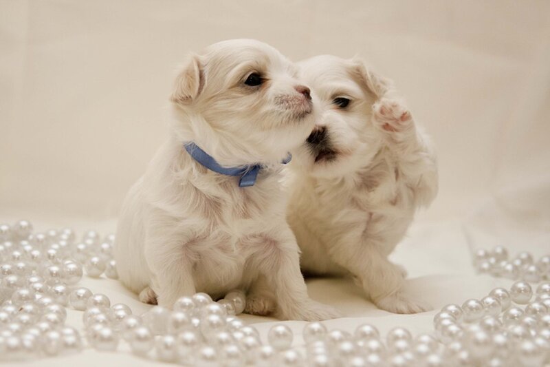 Two White Puppies — Calm, Photograph, Pearls