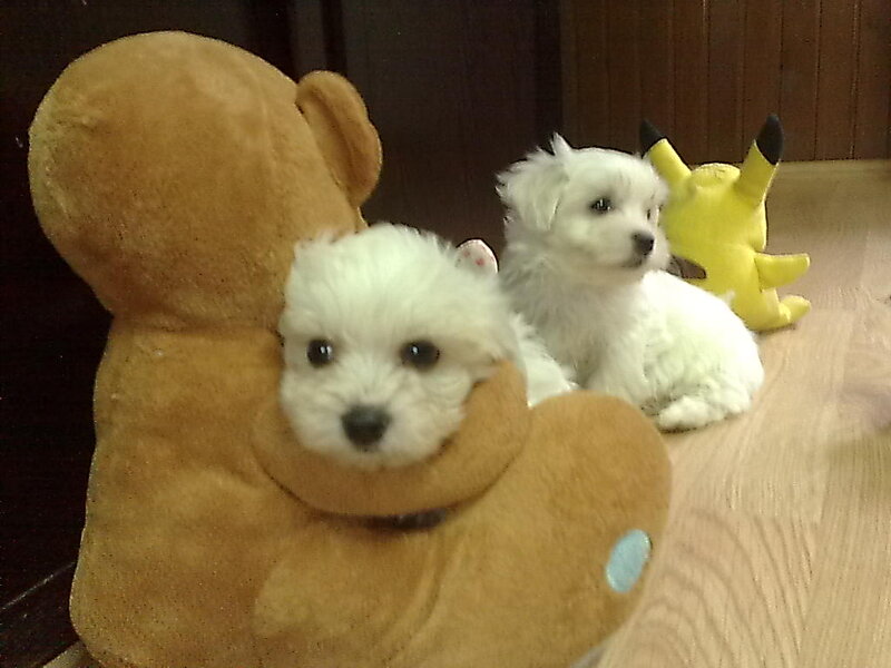 Two White Puppies — Calm, Photograph, Teddy Bear