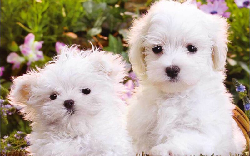 Two White Puppies — Calm, Spring