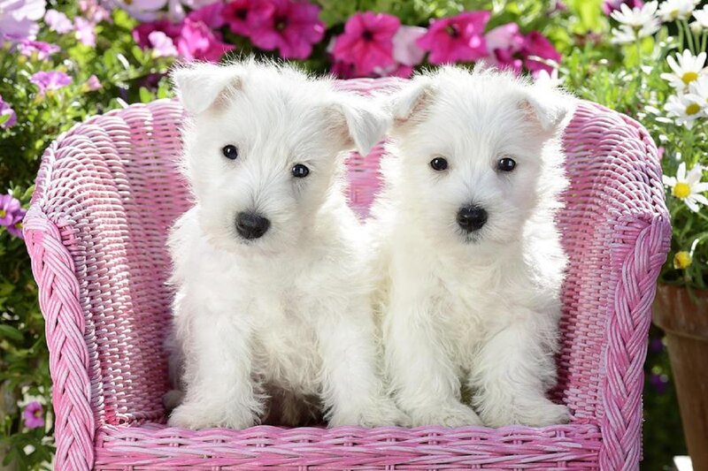 Two White Puppies — Calm, Summer