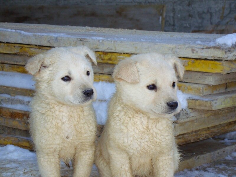 Two White Puppies — Calm