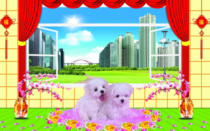 Two White Puppies — Cheerful, Afternoon
