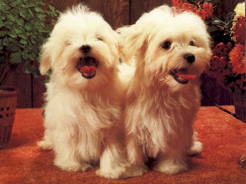 Two White Puppies — Cheerful