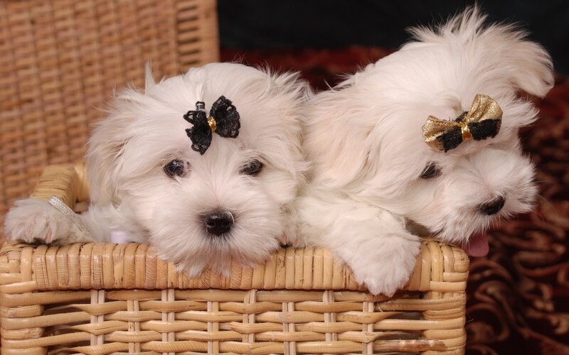 Two White Puppies — Cute, Photograph, Basket, Bows, Wicker