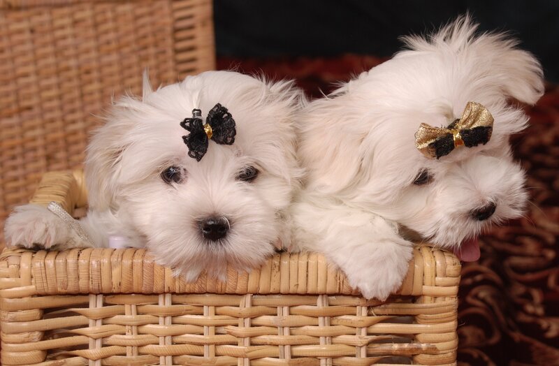 Two White Puppies — Cute, Photograph, Basket