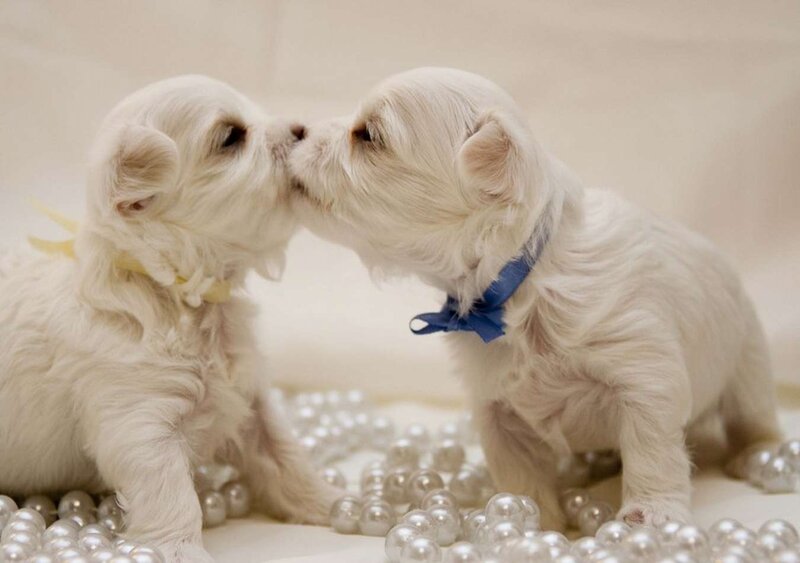 Two White Puppies — Cute, Photograph, Pearls