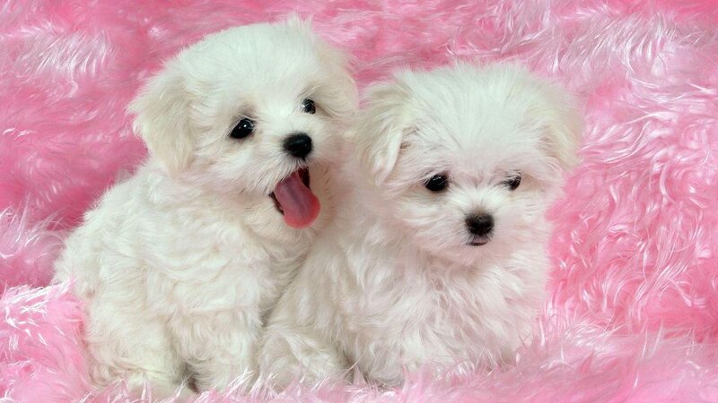Two White Puppies — Cute, Photograph