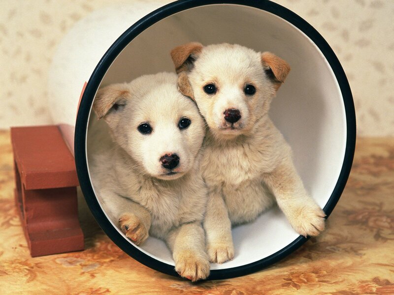 Two White Puppies — Cute