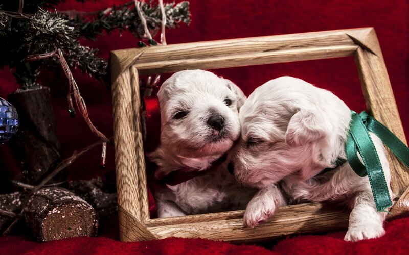 Two White Puppies — Festive