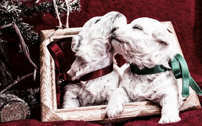 Two White Puppies — Festive, Winter