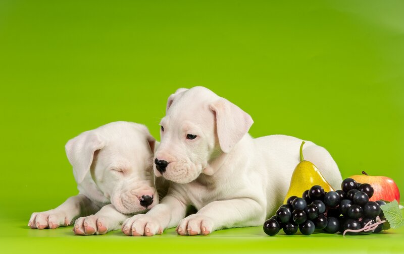 Two White Puppies — Green, Calm