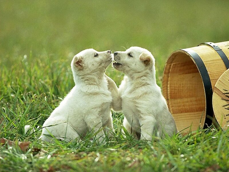 Two White Puppies — Green, Playful
