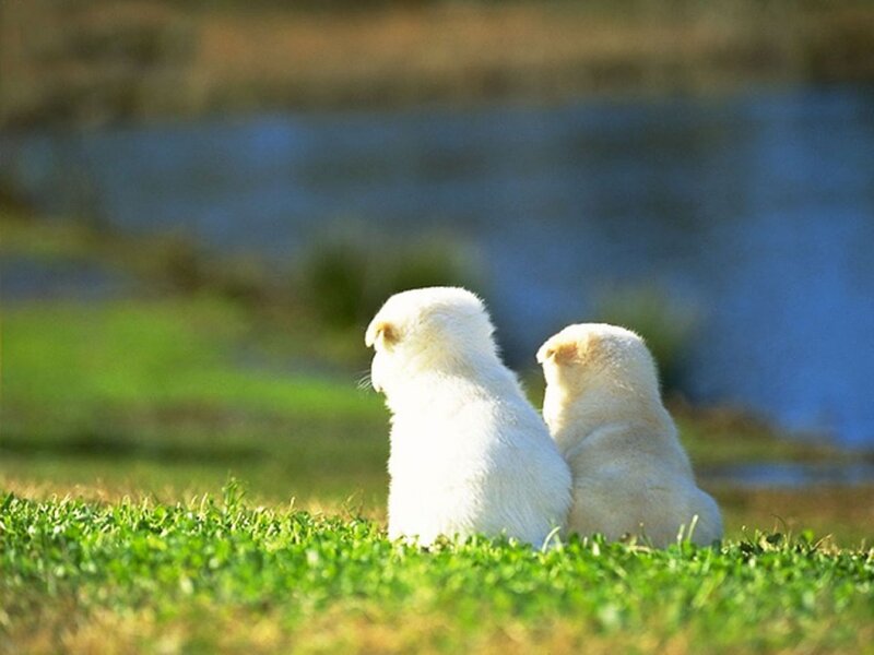 Two White Puppies — Green, Serene